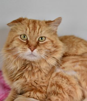 Aslan came to Good Mews from a local shelter for a better chance at finding a loving home When he