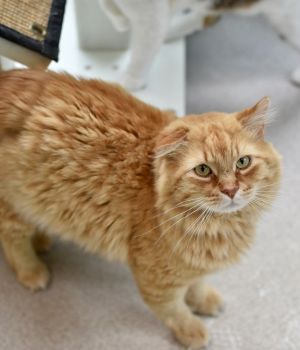 Aslan came to Good Mews from a local shelter for a better chance at finding a loving home When he