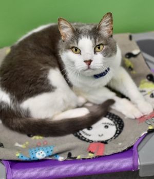 Nika came to Good Mews when a kind Good Samaritan found that she needed help Shy and cautious Nika