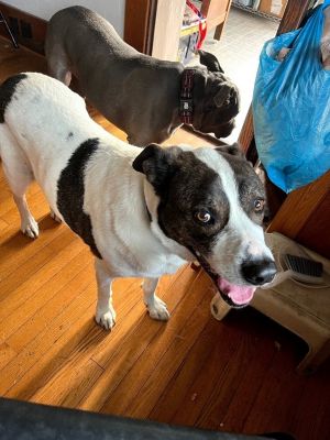 Boogie Mixed Breed Dog