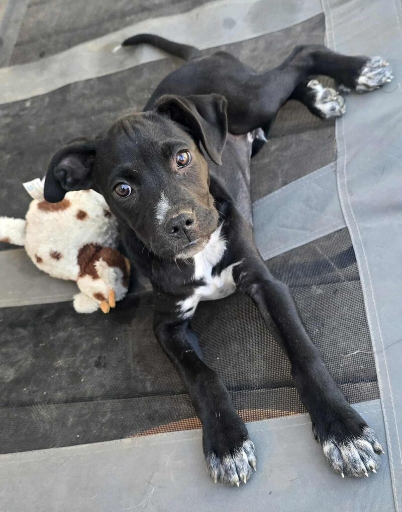 Jovi