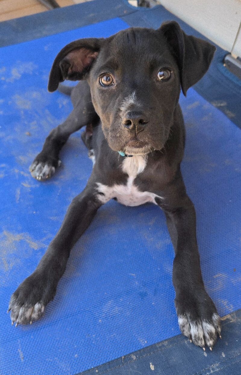 Jovi