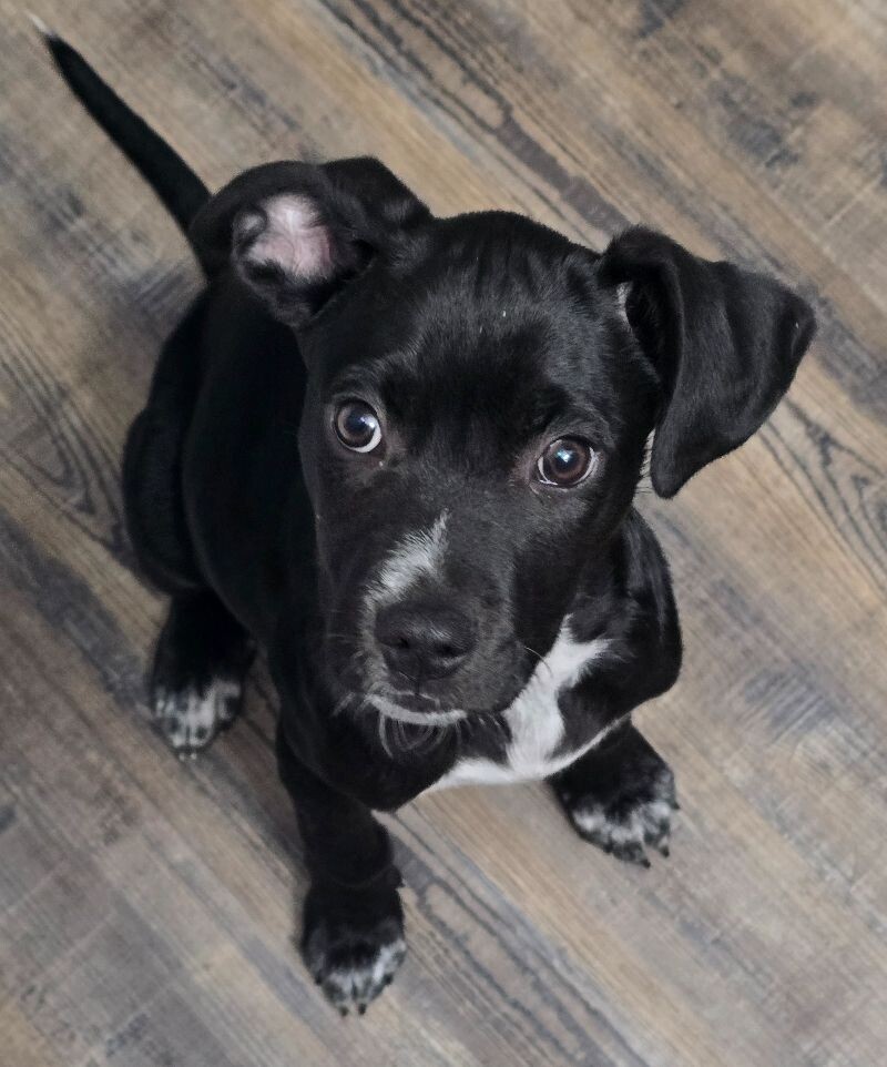 Jovi