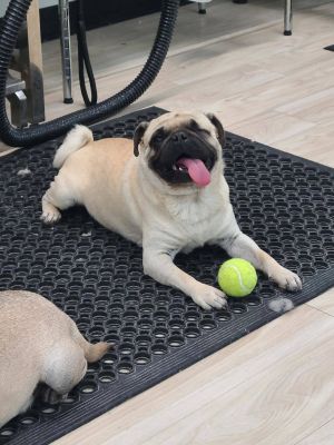 Hi Im Beau and Im what you might call a winky pug with a heart full of love and legs
