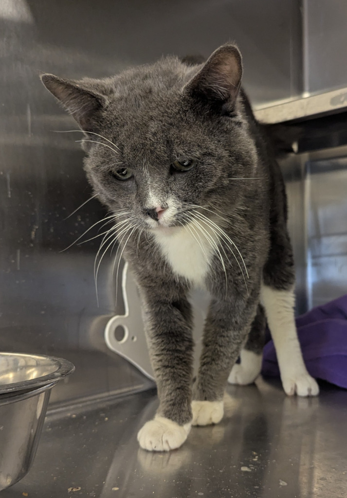 Reststop 1, an adoptable Domestic Short Hair in Havre, MT, 59501 | Photo Image 1