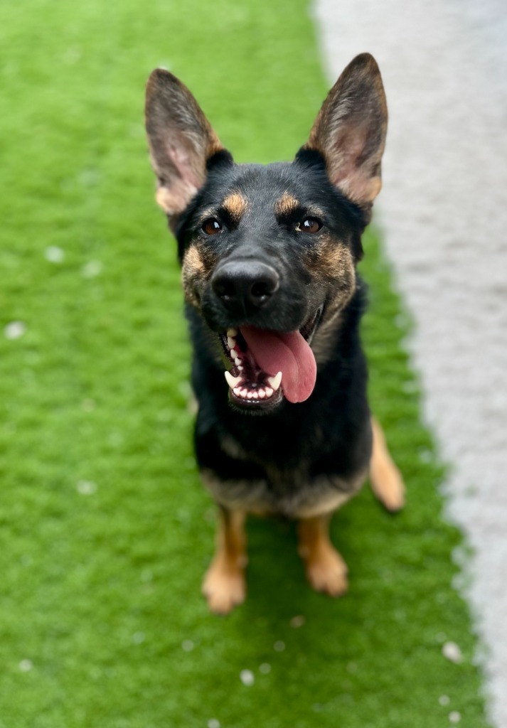 Heidi