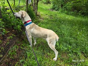 Kit, Young Female Great Pyrenees