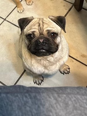 Currently in one of our outreach areas This adorable pug is dreaming of foreverand were hoping to ma