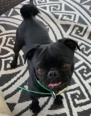 Meet Hank The Life of the Party with a Heart of Gold If youre looking for a pup whos equal
