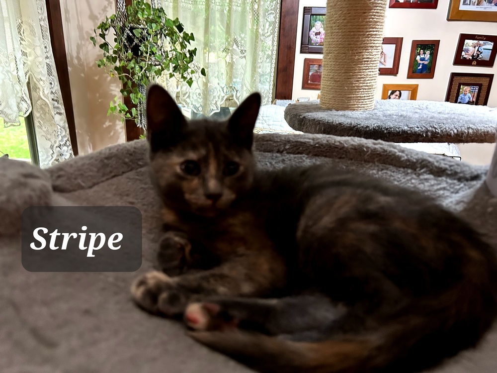Stripe 7387