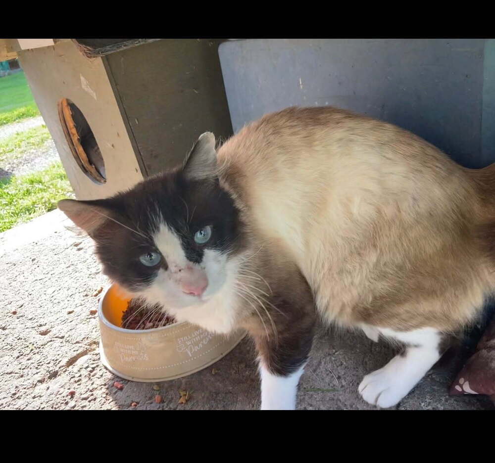 Preston, an adoptable Snowshoe in New Woodstock, NY, 13122 | Photo Image 1