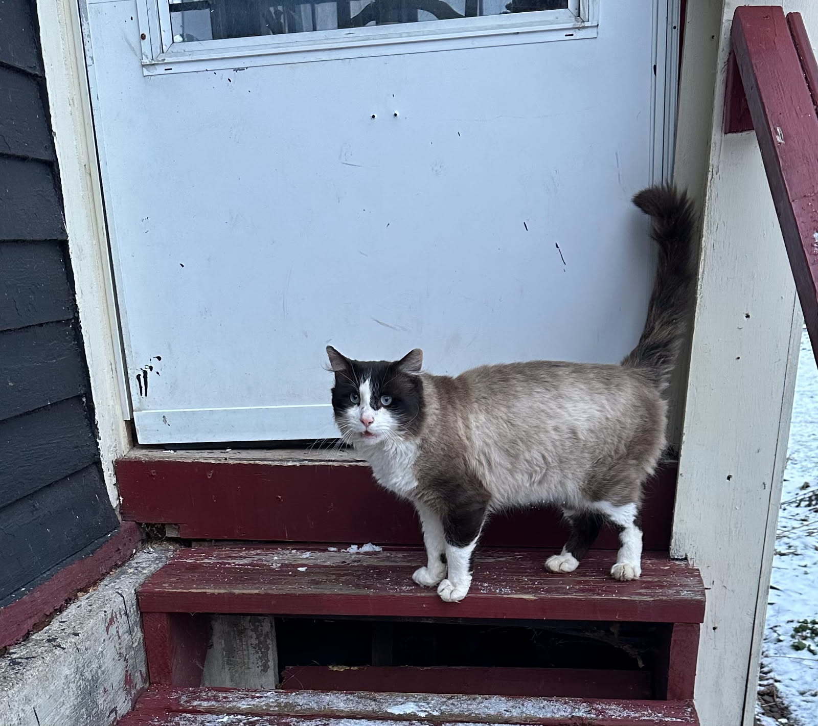 Preston, an adoptable Snowshoe in New Woodstock, NY, 13122 | Photo Image 2