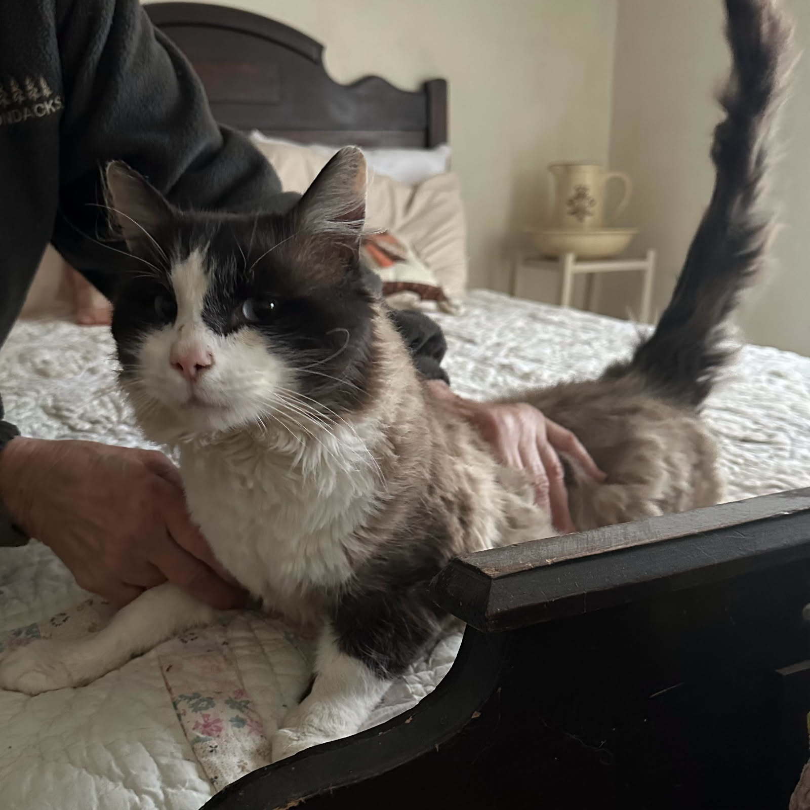 Preston, an adoptable Snowshoe in New Woodstock, NY, 13122 | Photo Image 3