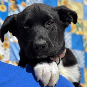 Hi there my name is Derek I am a 3 month old Male Husky Mix I am here at the