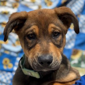 Hi there my name is Karev I am a 3 month old Male Husky Mix I am here at the