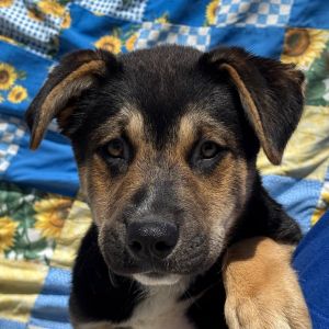 Hi my name is Meredith I am a 3 moth old female Husky mix Im just a pup with hopeful