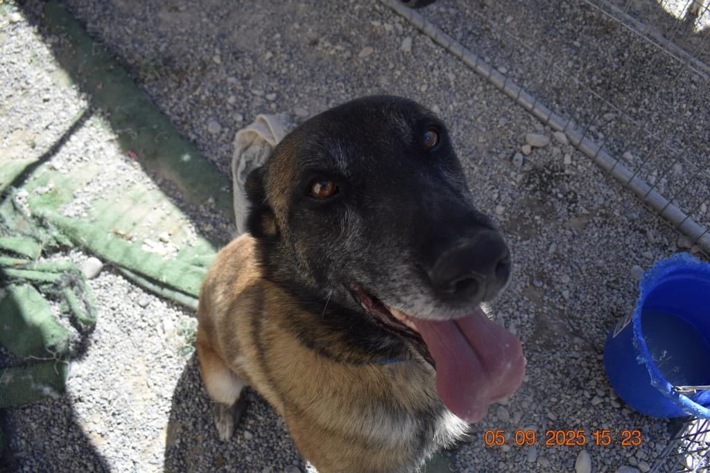 Rocky (Rocky Baboa)