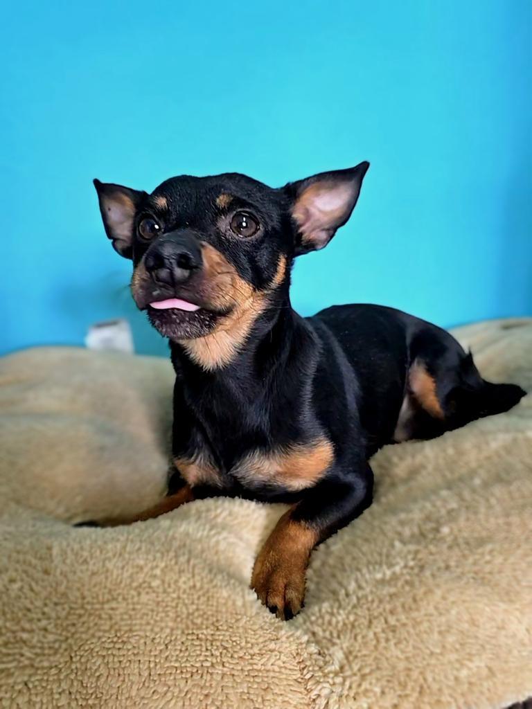 Prince, an adoptable Chihuahua in Holbrook, AZ, 86025 | Photo Image 1