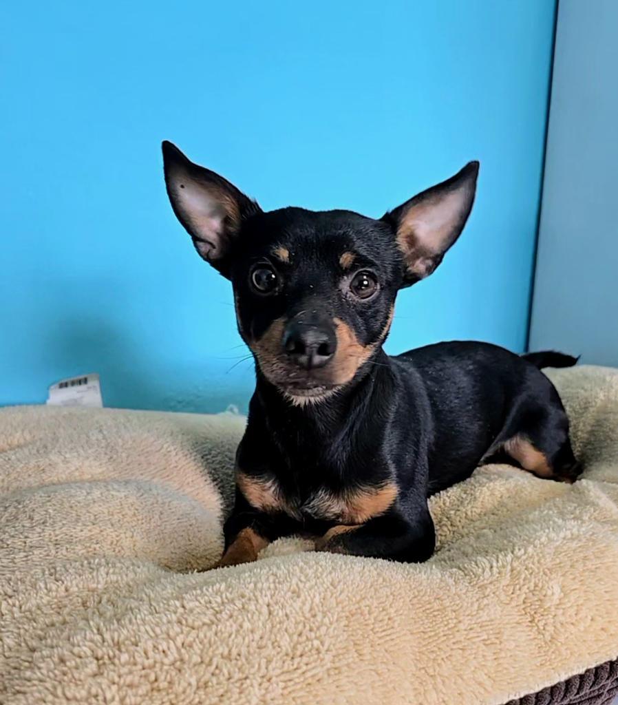 Prince, an adoptable Chihuahua in Holbrook, AZ, 86025 | Photo Image 2