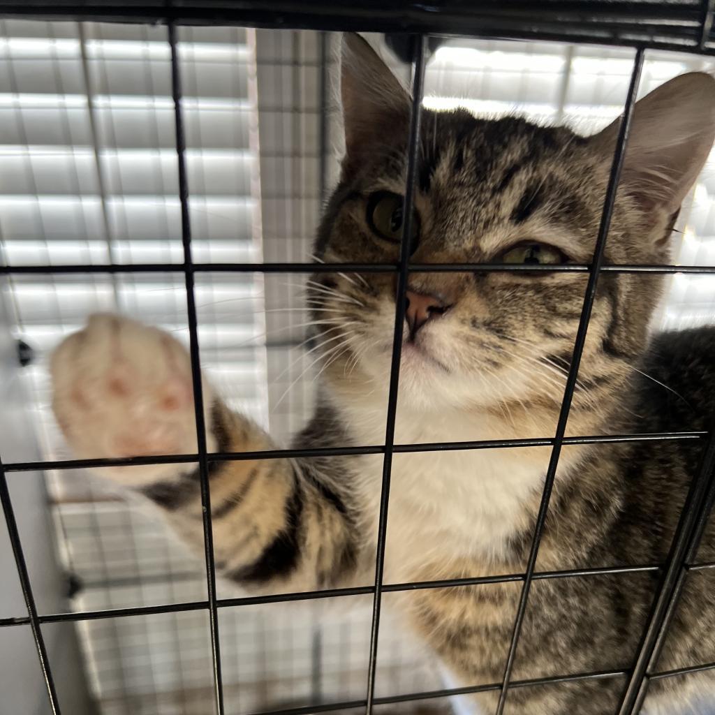 Bootsy (Socksy), an adoptable Domestic Medium Hair in Bangor, ME, 04401 | Photo Image 1