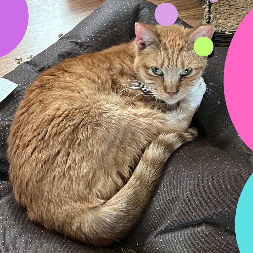 Cynthia, an adoptable Domestic Short Hair in Bangor, ME, 04401 | Photo Image 1