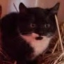 Charlie, an adoptable Domestic Short Hair in Bangor, ME, 04401 | Photo Image 1