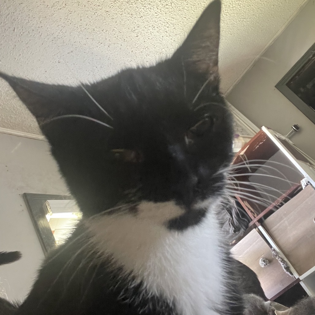 Charlie, an adoptable Domestic Short Hair in Bangor, ME, 04401 | Photo Image 4