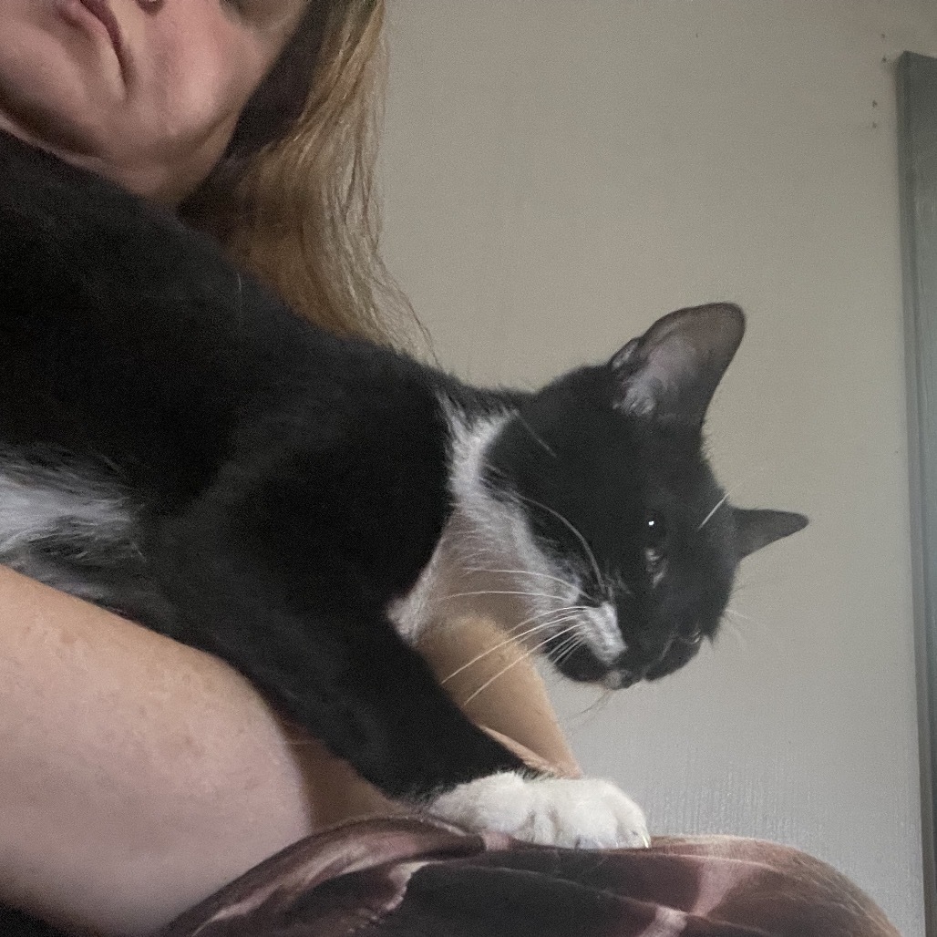 Charlie, an adoptable Domestic Short Hair in Bangor, ME, 04401 | Photo Image 5