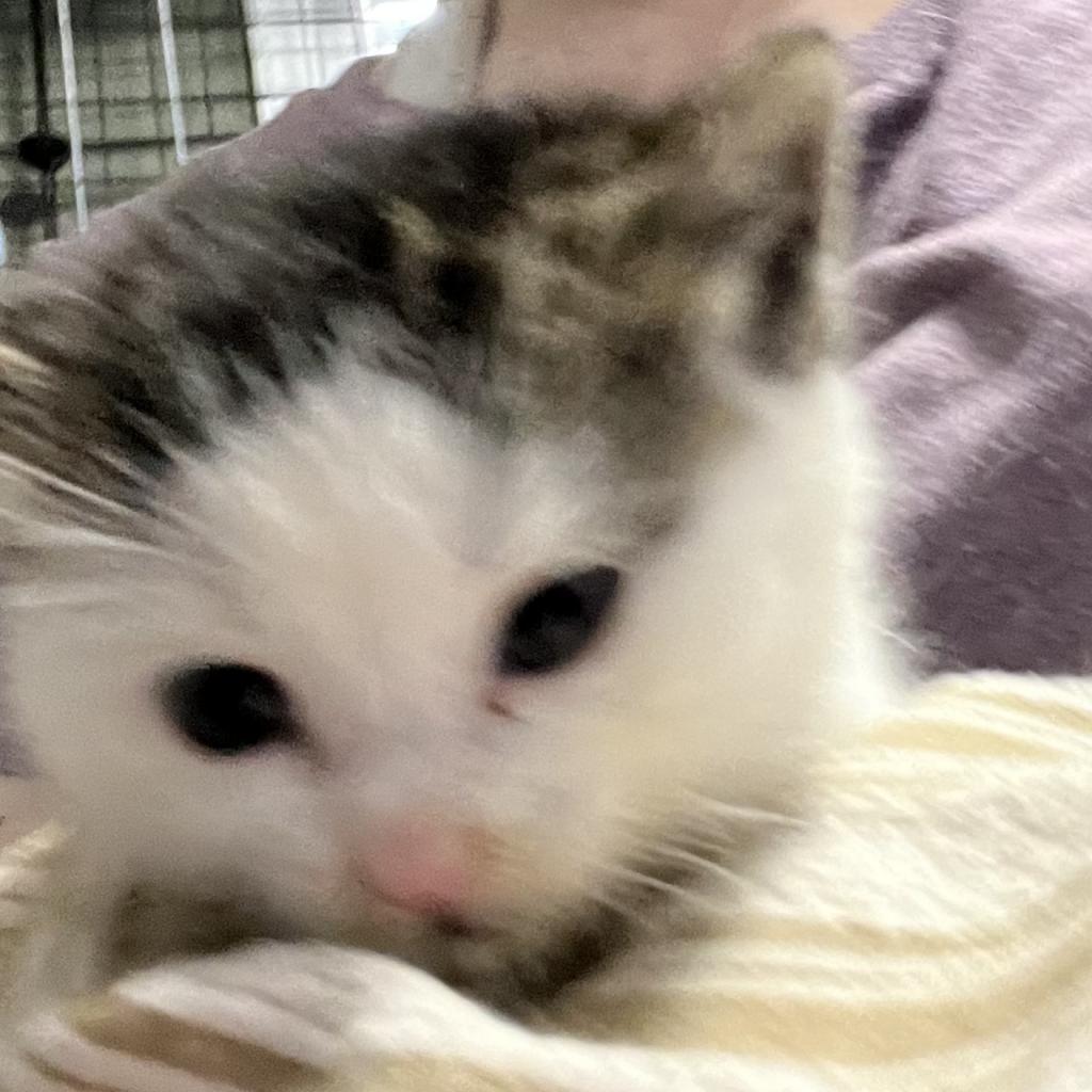 Artemis, an adoptable Domestic Short Hair in Bangor, ME, 04401 | Photo Image 1
