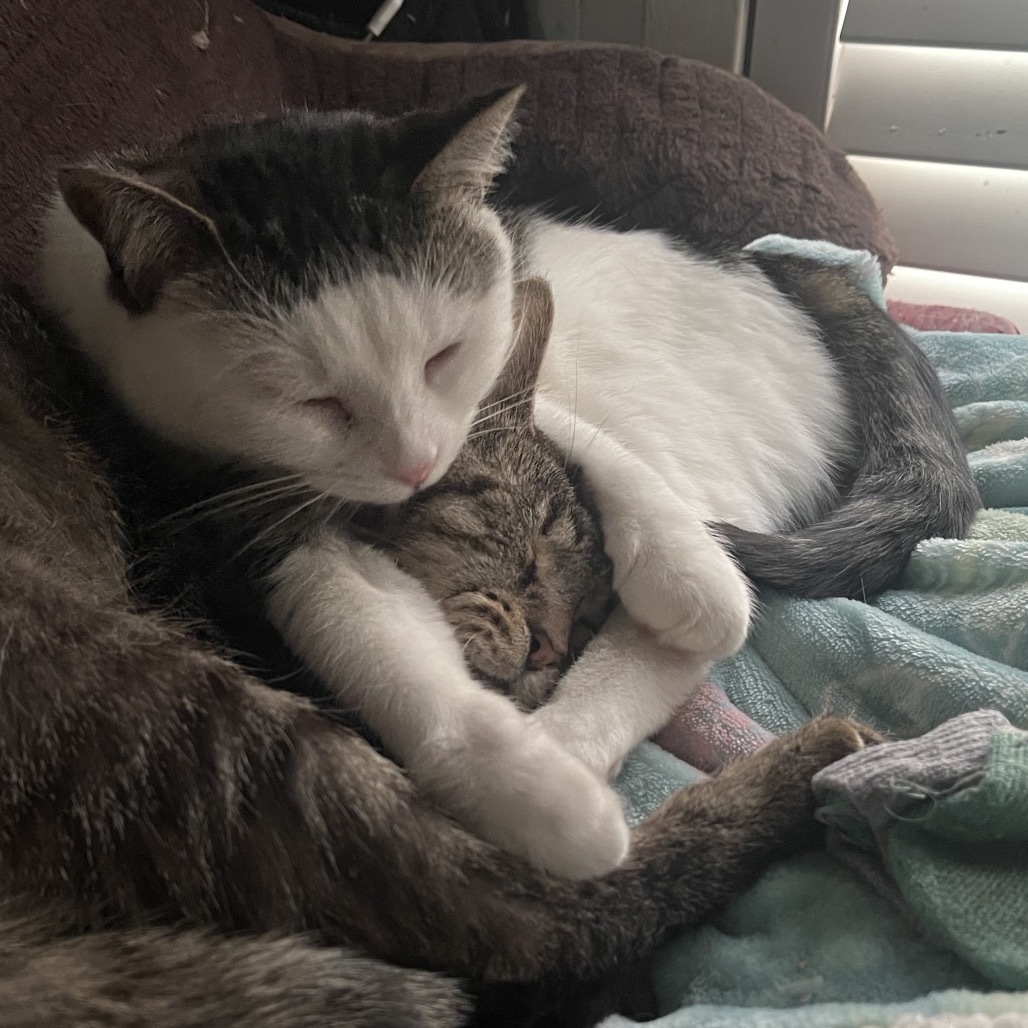 Artemis, an adoptable Domestic Short Hair in Bangor, ME, 04401 | Photo Image 3