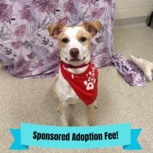 Lando, Young Male Terrier