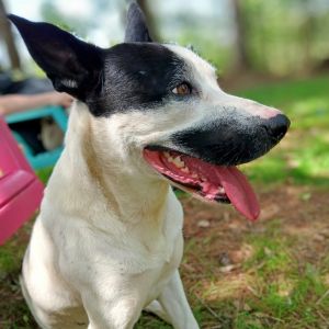 Spot, Adult Male Mixed Breed
