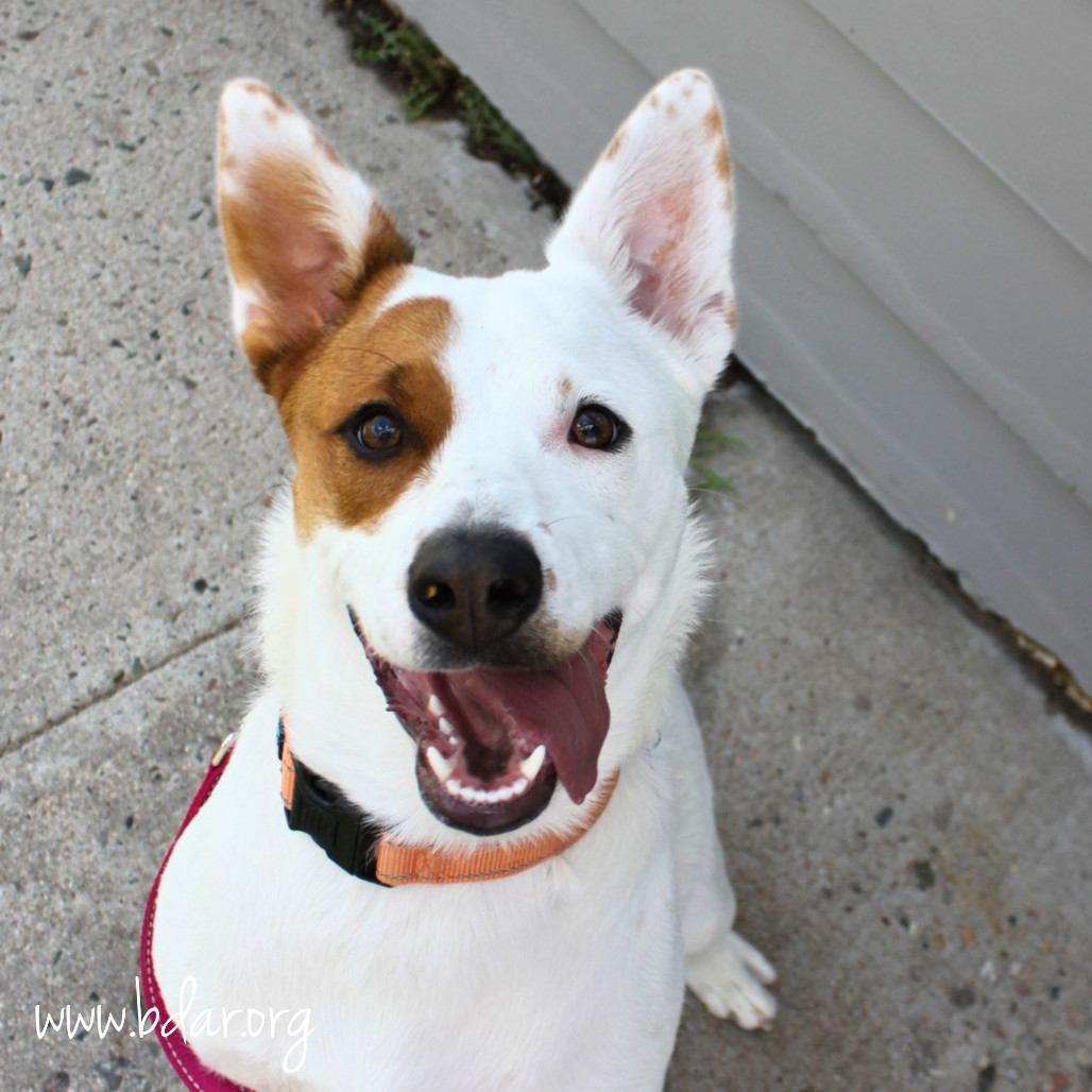 Indie, an adoptable Cattle Dog, Mixed Breed in Cheyenne, WY, 82009 | Photo Image 1
