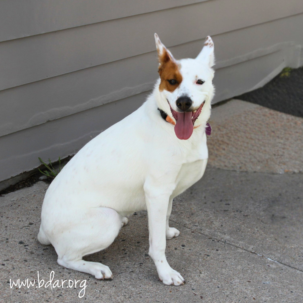 Indie, an adoptable Cattle Dog, Mixed Breed in Cheyenne, WY, 82009 | Photo Image 2