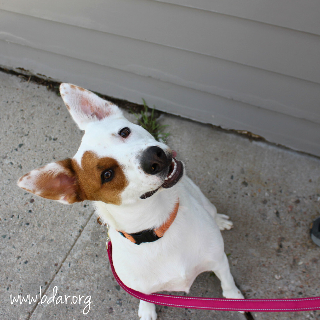 Indie, an adoptable Cattle Dog, Mixed Breed in Cheyenne, WY, 82009 | Photo Image 3