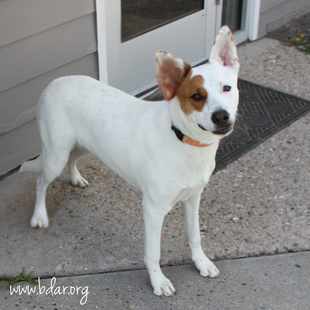 Indie, an adoptable Cattle Dog, Mixed Breed in Cheyenne, WY, 82009 | Photo Image 4