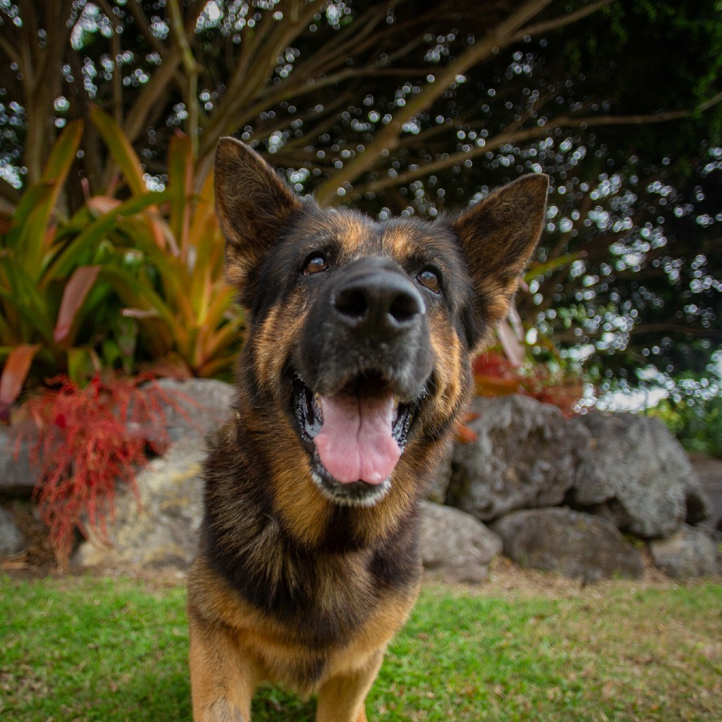 Cher, an adoptable German Shepherd Dog in Kailua Kona, HI, 96740 | Photo Image 3