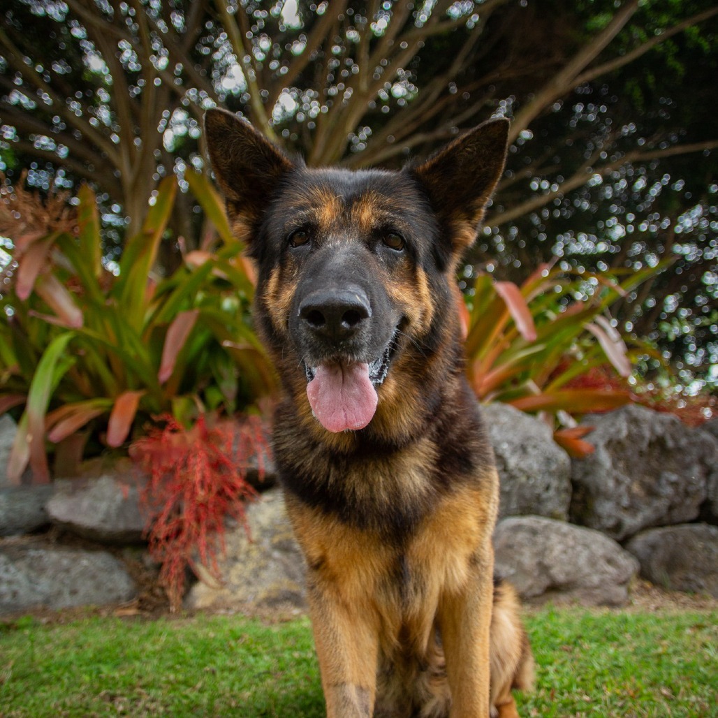 Cher, an adoptable German Shepherd Dog in Kailua Kona, HI, 96740 | Photo Image 4