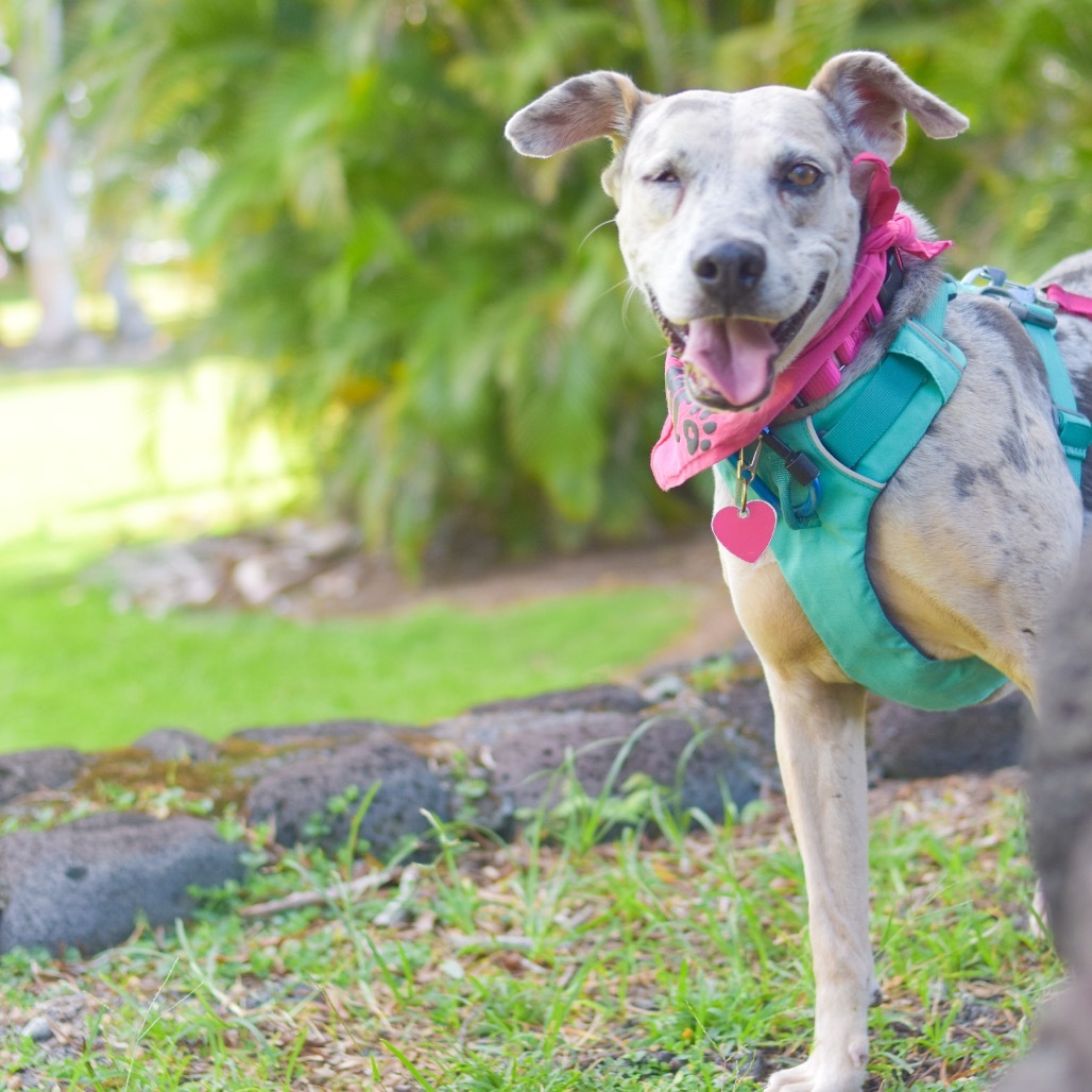 Leia, an adoptable Mixed Breed in Kailua Kona, HI, 96740 | Photo Image 1