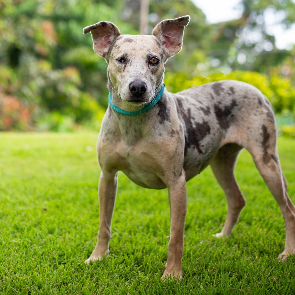 Leia, an adoptable Mixed Breed in Kailua Kona, HI, 96740 | Photo Image 1
