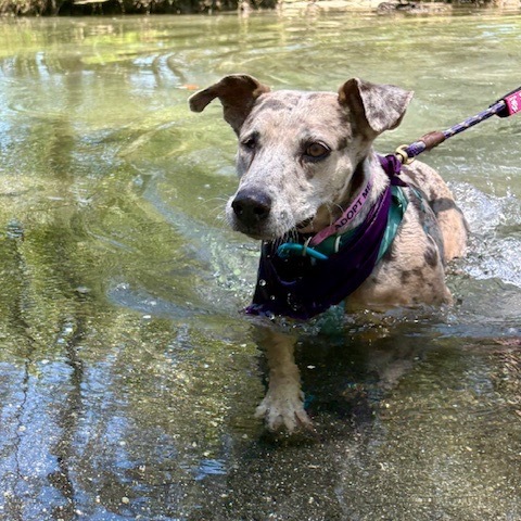 Leia, an adoptable Mixed Breed in Kailua Kona, HI, 96740 | Photo Image 4
