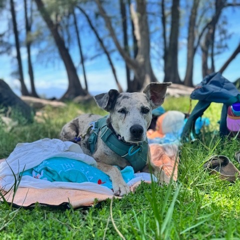 Leia, an adoptable Mixed Breed in Kailua Kona, HI, 96740 | Photo Image 5