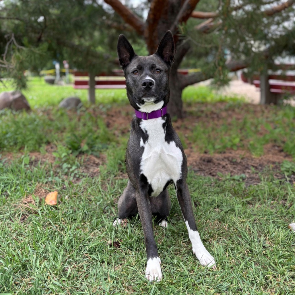 Fresca--In Foster, an adoptable Husky, Mixed Breed in Fargo, ND, 58102 | Photo Image 1