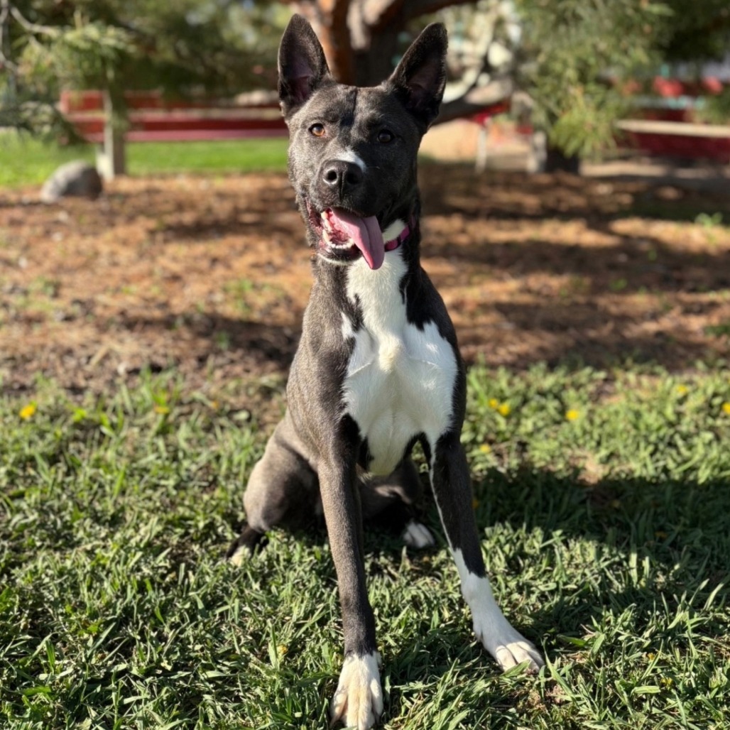 Fresca--In Foster, an adoptable Husky, Mixed Breed in Fargo, ND, 58102 | Photo Image 2