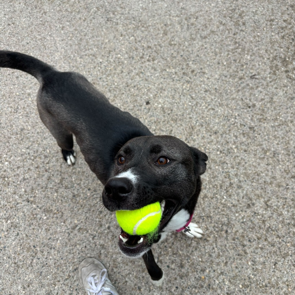 Fresca--In Foster, an adoptable Husky, Mixed Breed in Fargo, ND, 58102 | Photo Image 2