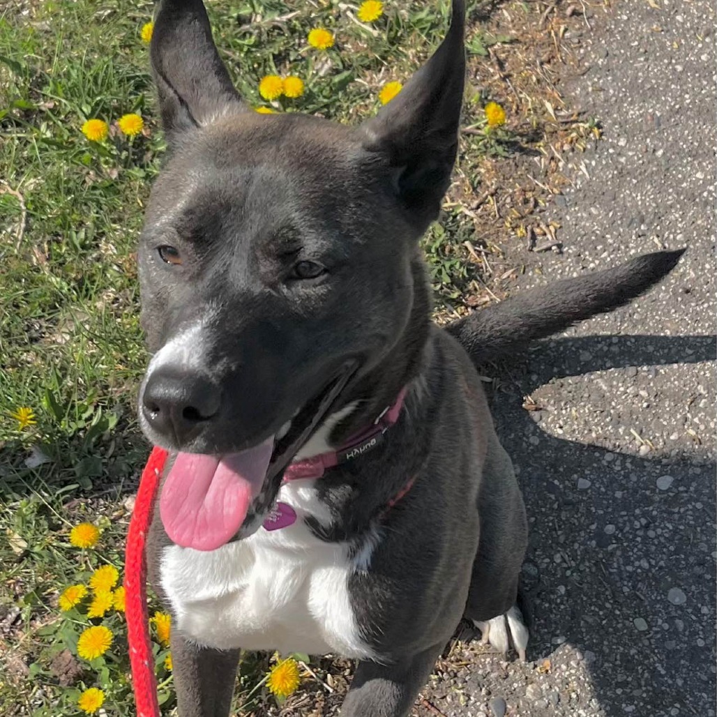 Fresca, an adoptable Husky, Mixed Breed in Fargo, ND, 58102 | Photo Image 3