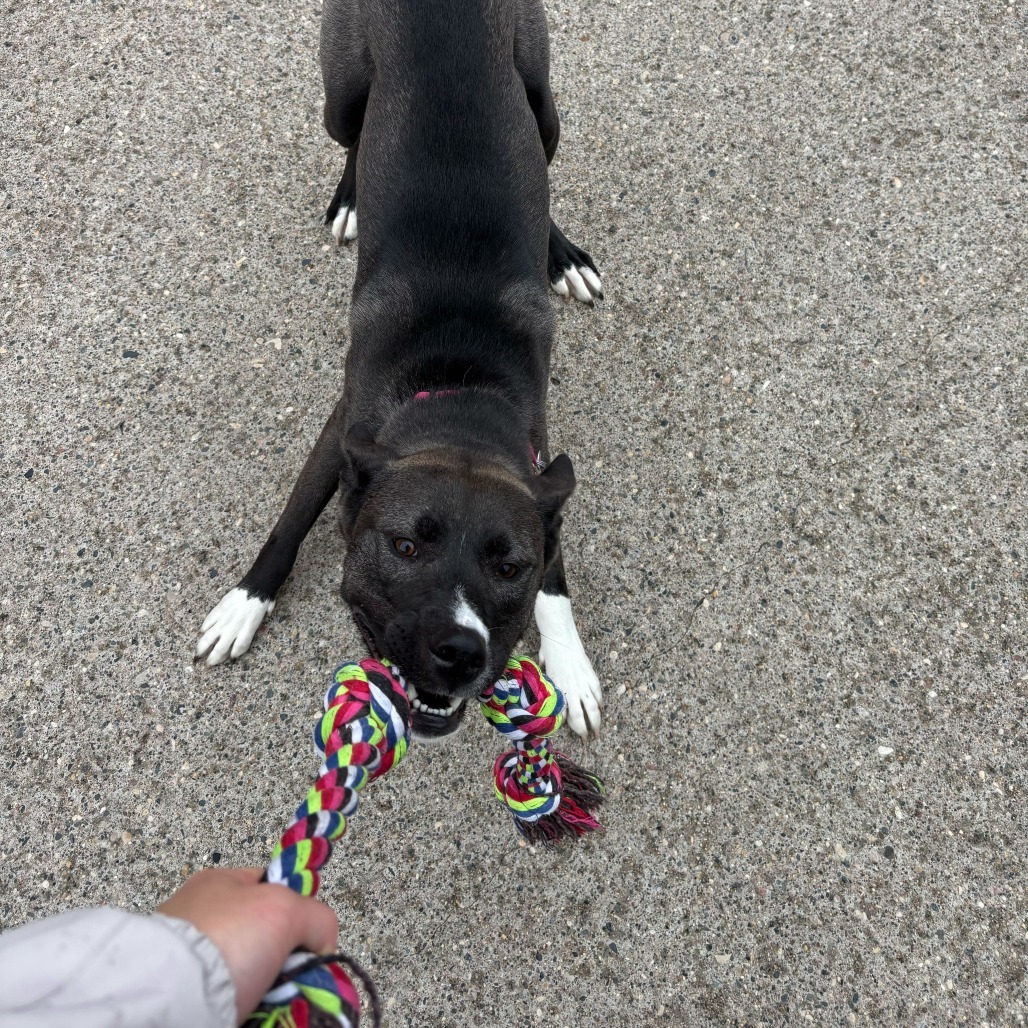 Fresca--In Foster, an adoptable Husky, Mixed Breed in Fargo, ND, 58102 | Photo Image 3