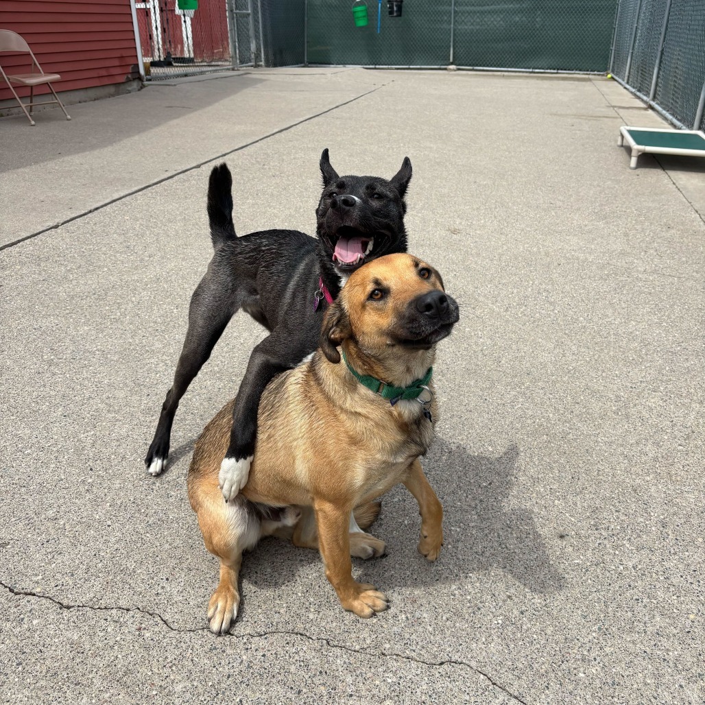 Fresca--In Foster, an adoptable Husky, Mixed Breed in Fargo, ND, 58102 | Photo Image 4