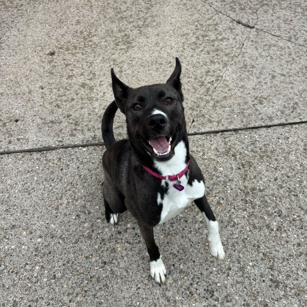 Fresca, an adoptable Husky, Mixed Breed in Fargo, ND, 58102 | Photo Image 5