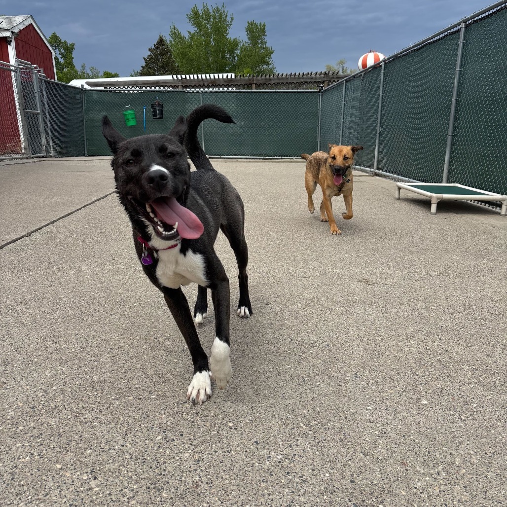 Fresca--In Foster, an adoptable Husky, Mixed Breed in Fargo, ND, 58102 | Photo Image 5